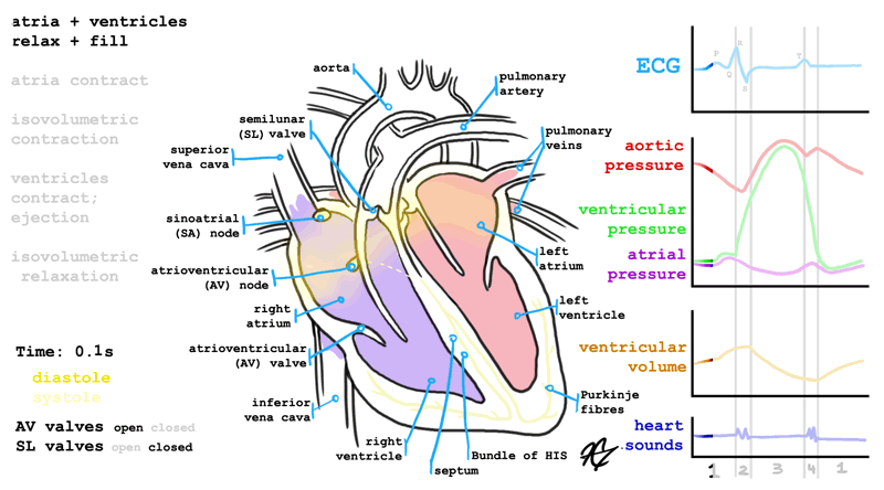 Electrocardiogram, Ventricular volume, Ventricular pressure, Atrial pressure, Aortic pressure, & Phonocardiogram.