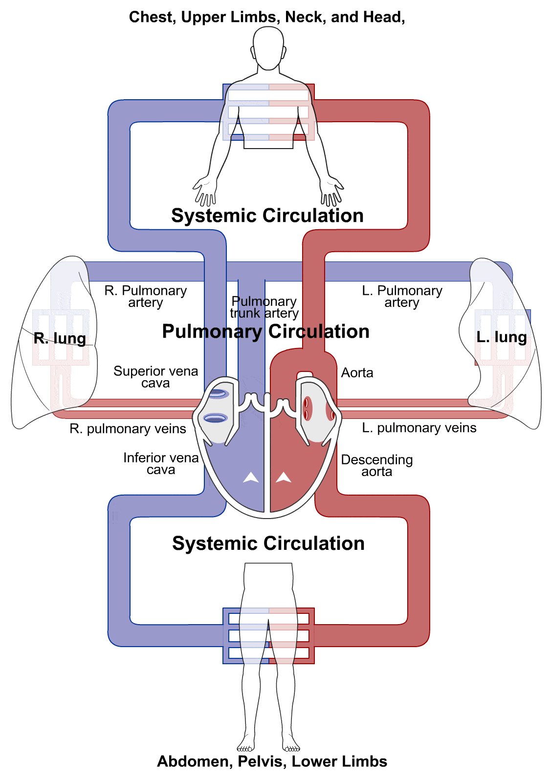 Cardiac Cycle